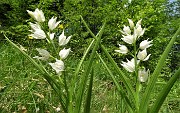 18 Cefalantera maggiore ( Cephalanthera longifolia)